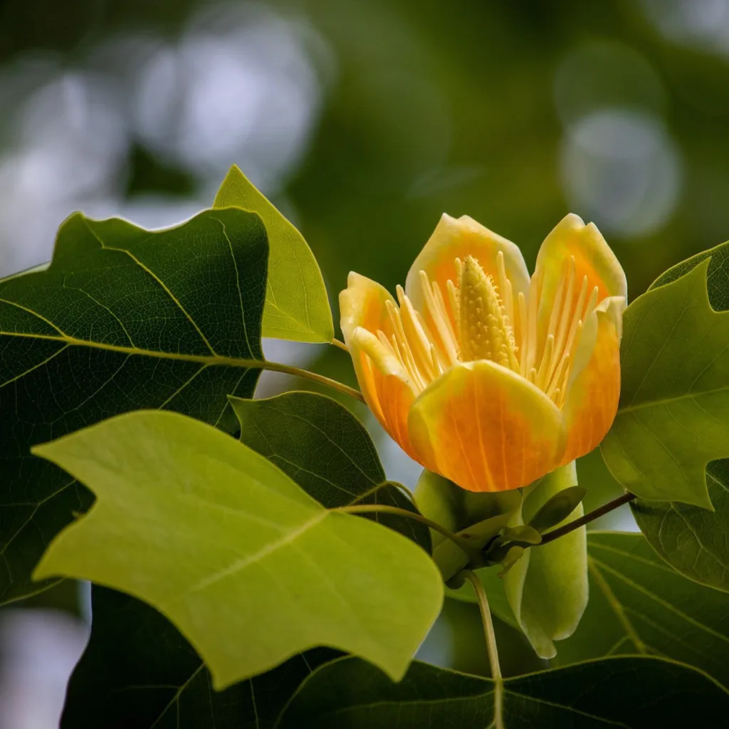 Liriodendron Chinense