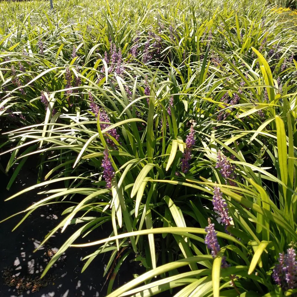 Liriope Super Blue