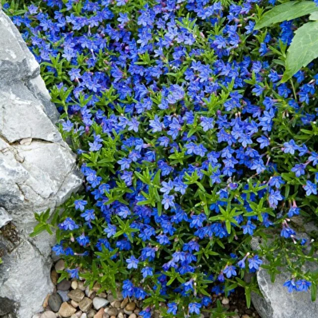 Lithodora Grace Ward