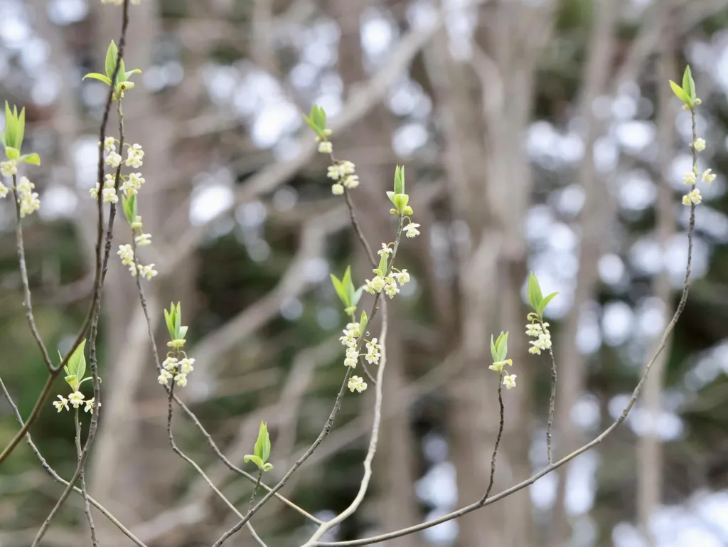 Litsea Cubeba