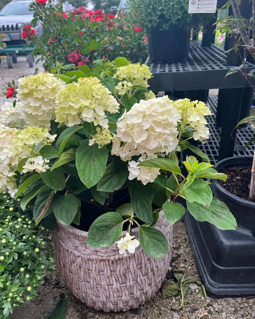 Little Hottie Hydrangea