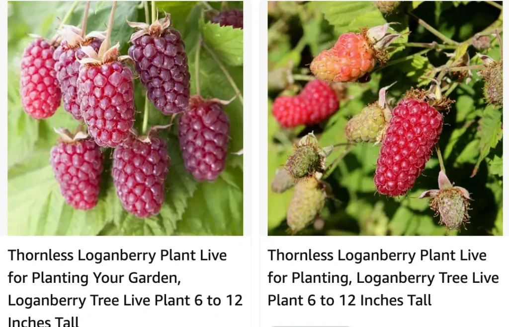 Loganberry | Monsteraholic