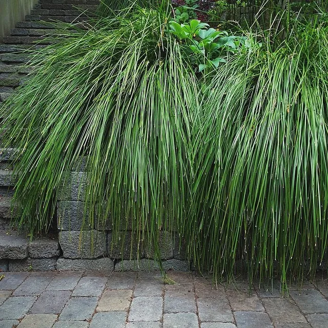 Lomandra Breeze