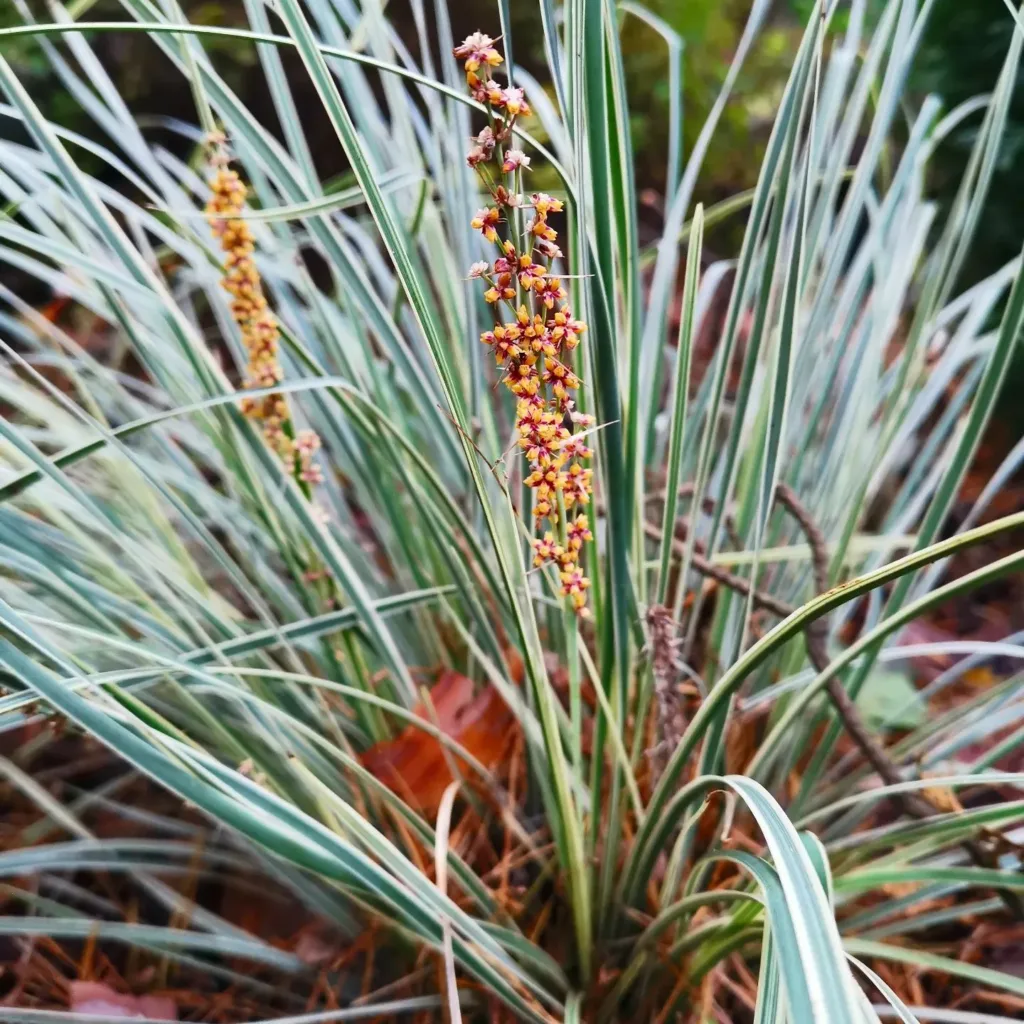 Lomandra Longifolia