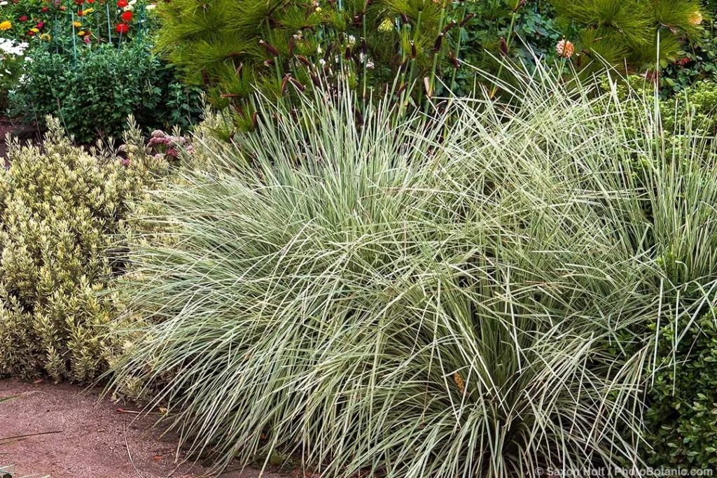 Lomandra Platinum Beauty