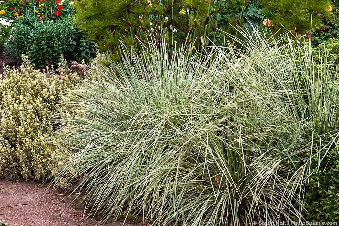 Plant FAQs: Lomandra Platinum Beauty