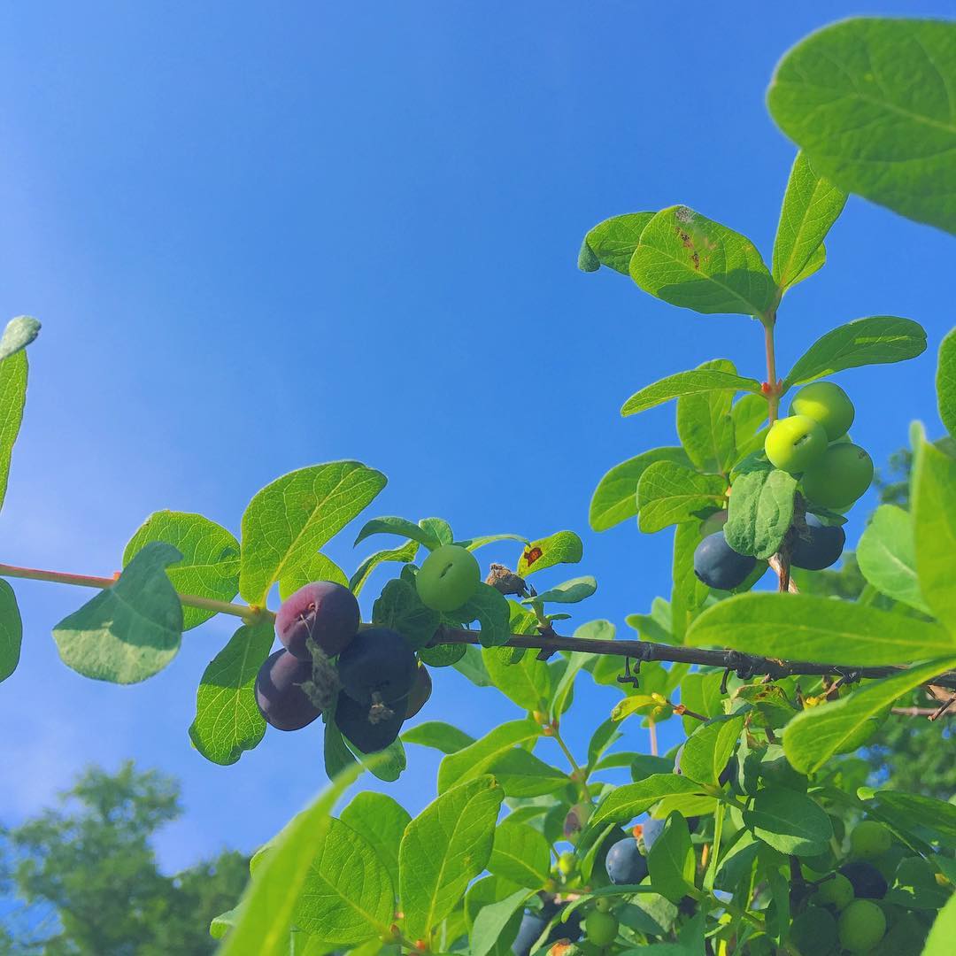 Lonicera Caerulea