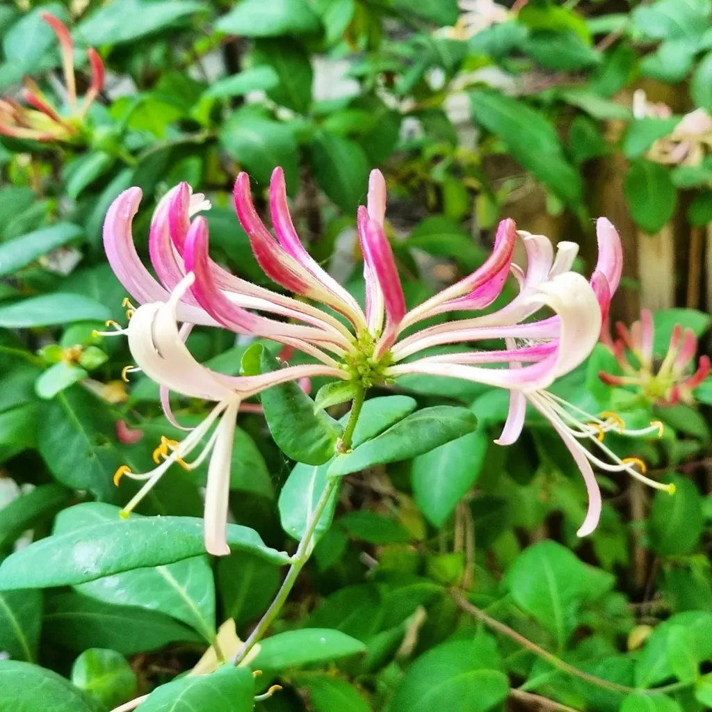 Lonicera Caprifolium