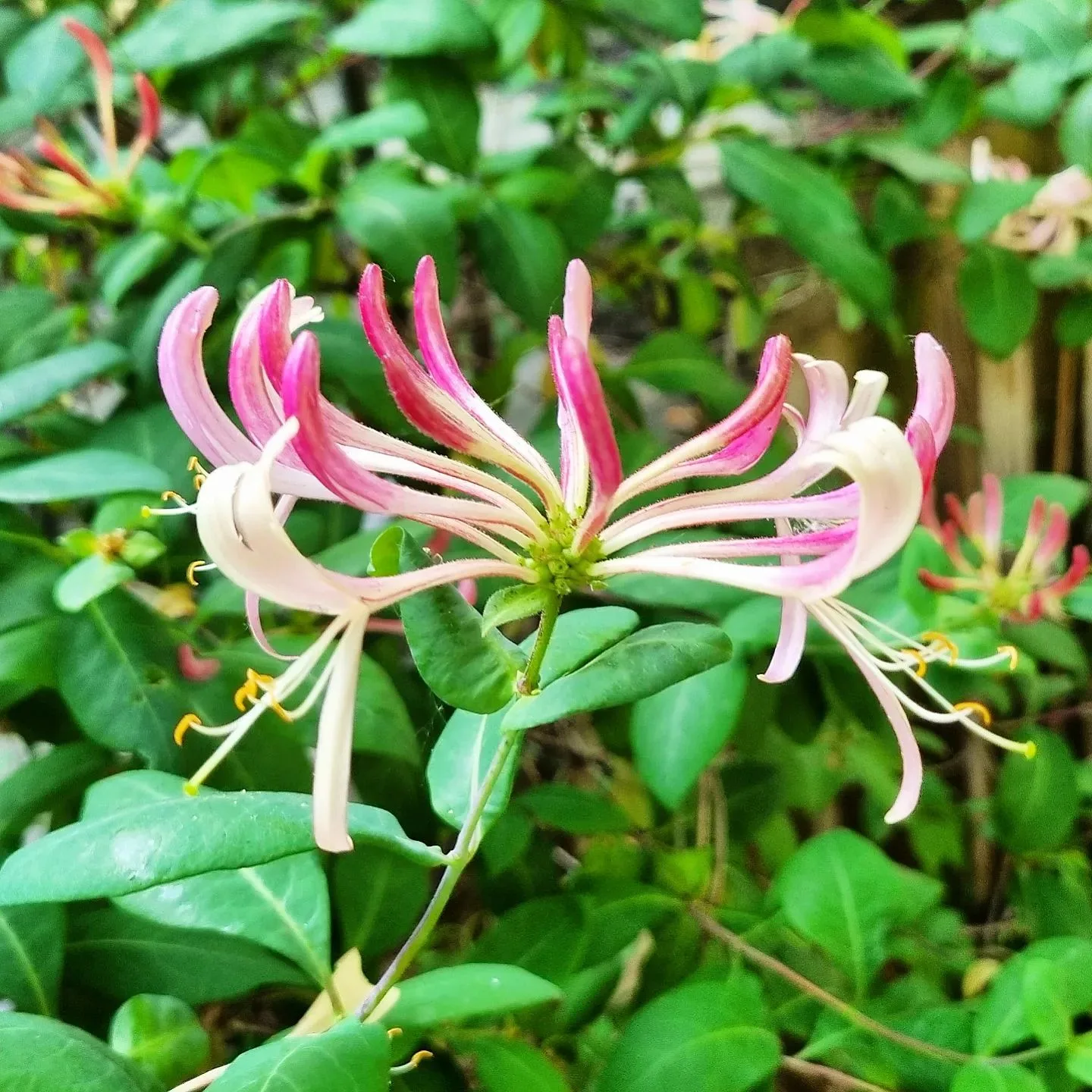 plant-faqs-lonicera-caprifolium