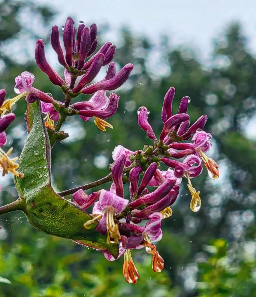 Lonicera Hispidula