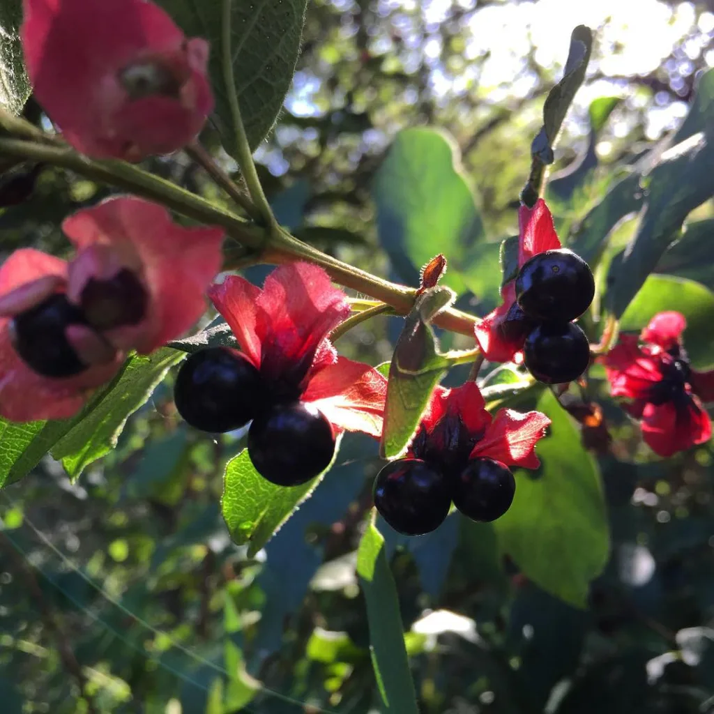 Lonicera Involucrata