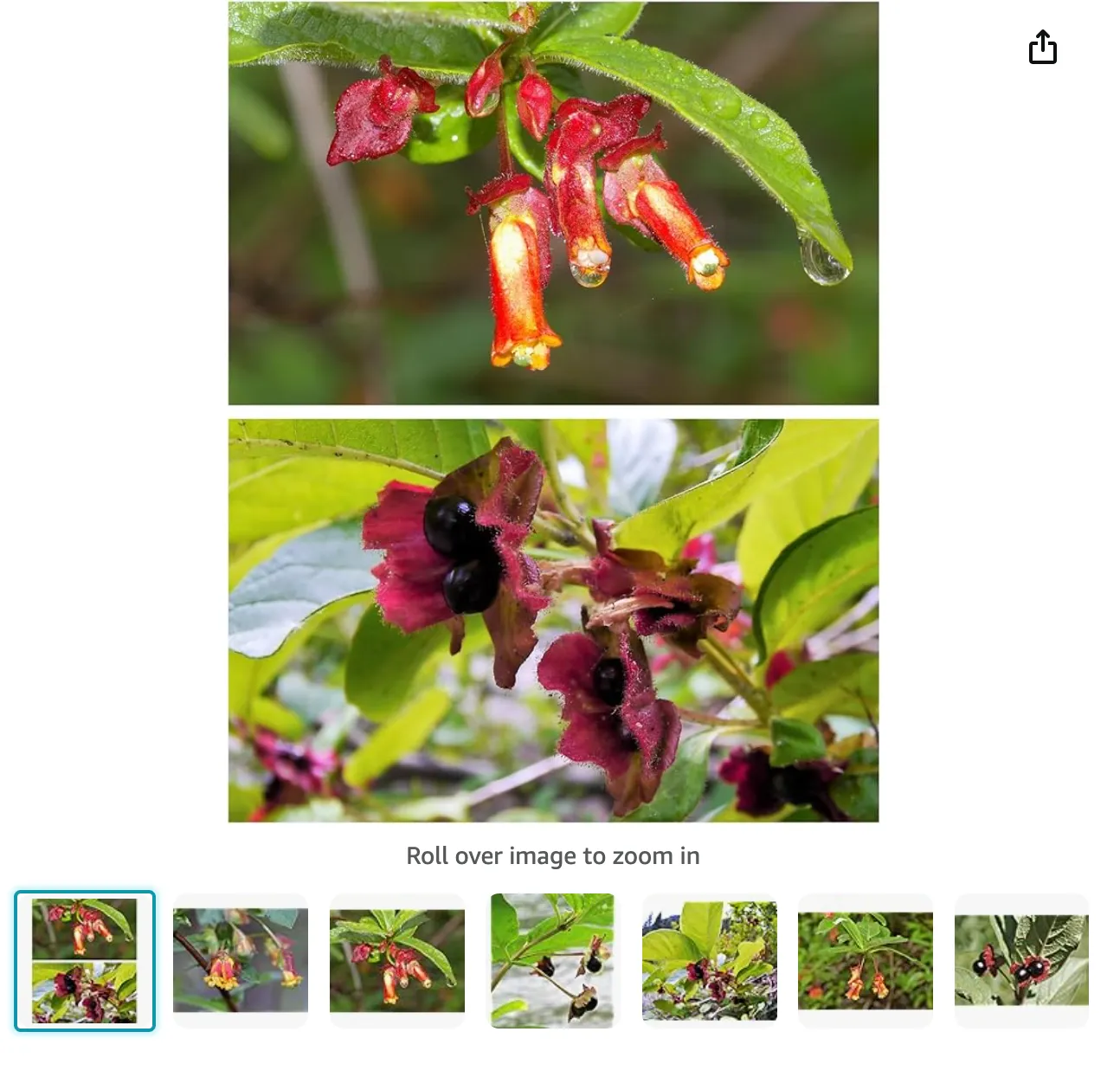 Lonicera Involucrata | Monsteraholic