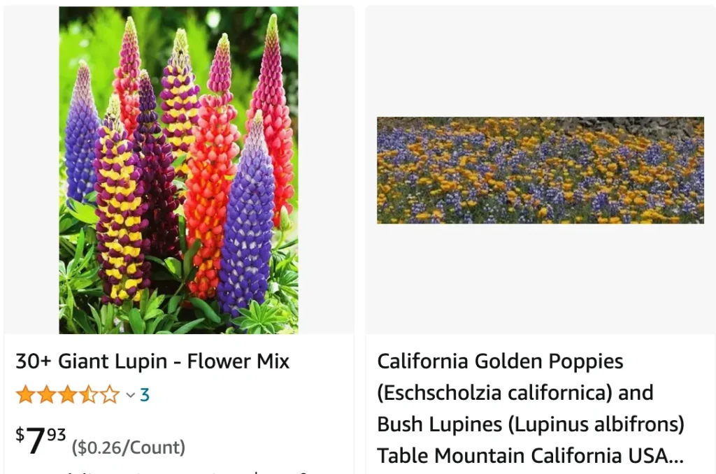 Lupinus Albifrons | Monsteraholic