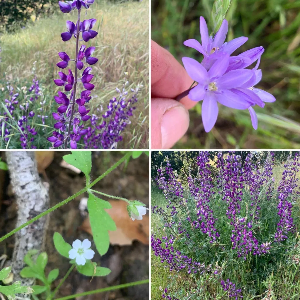 Lupinus Albifrons