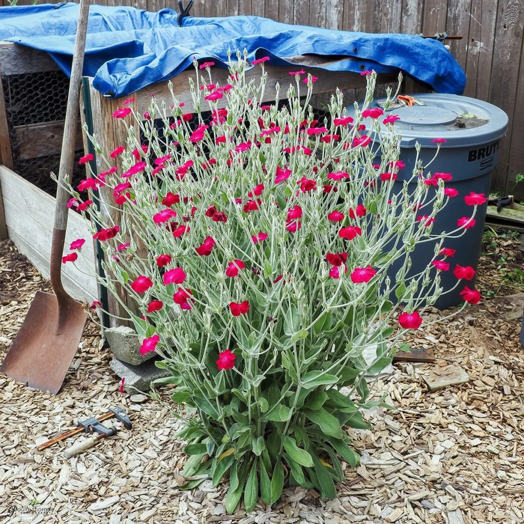 Lychnis Coronaria