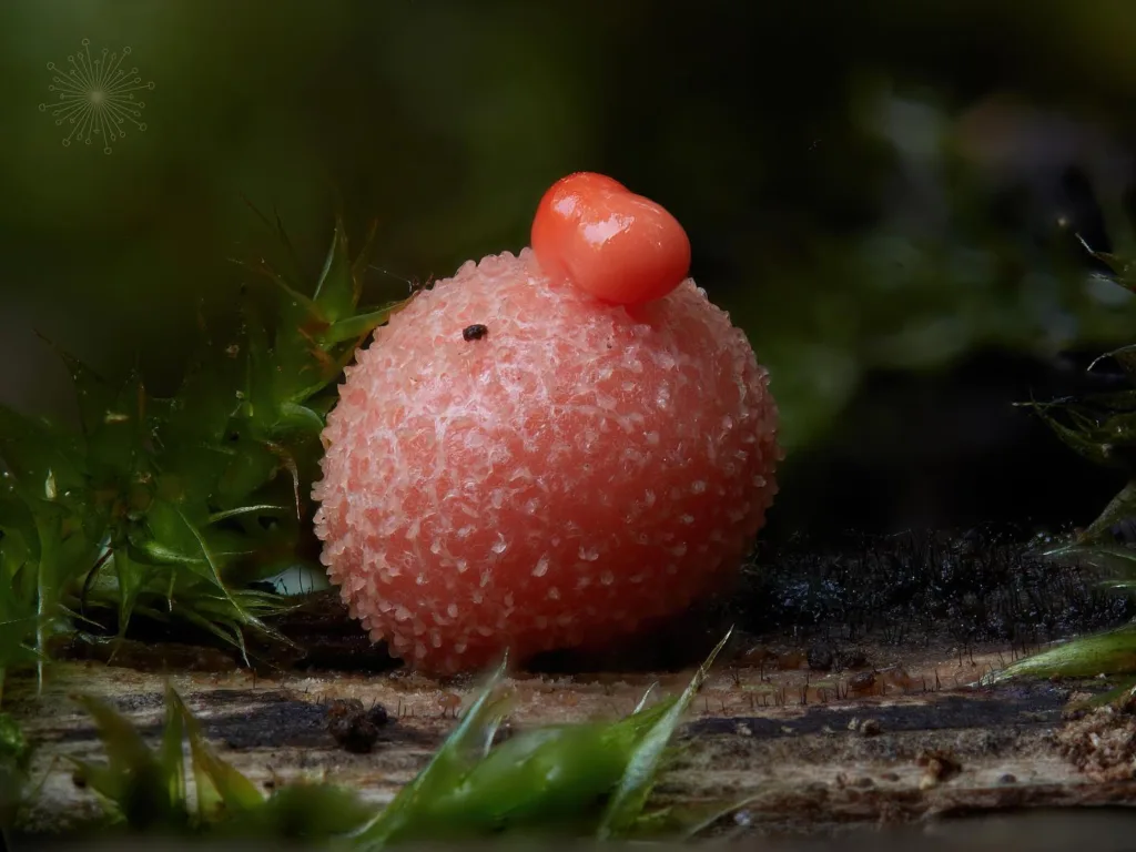 Lycogala Epidendrum