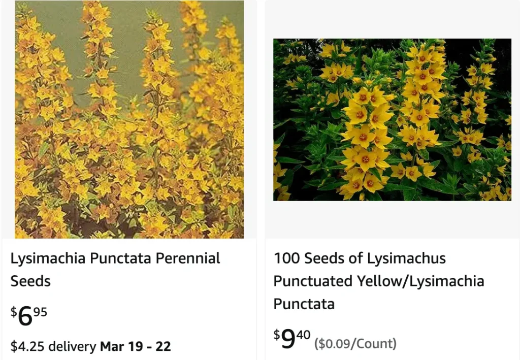 Lysimachia Punctata | Monsteraholic