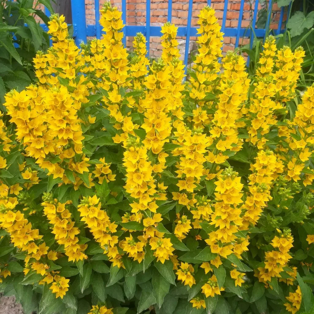 Lysimachia Punctata