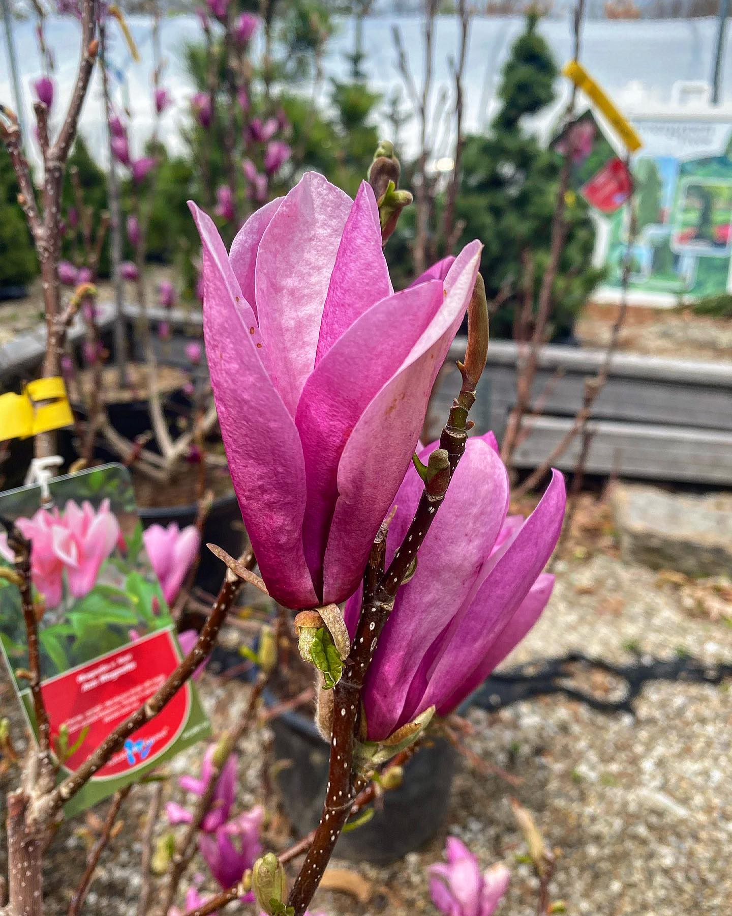 Plant FAQs: Magnolia Ann