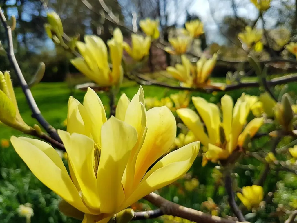 Magnolia Butterflies