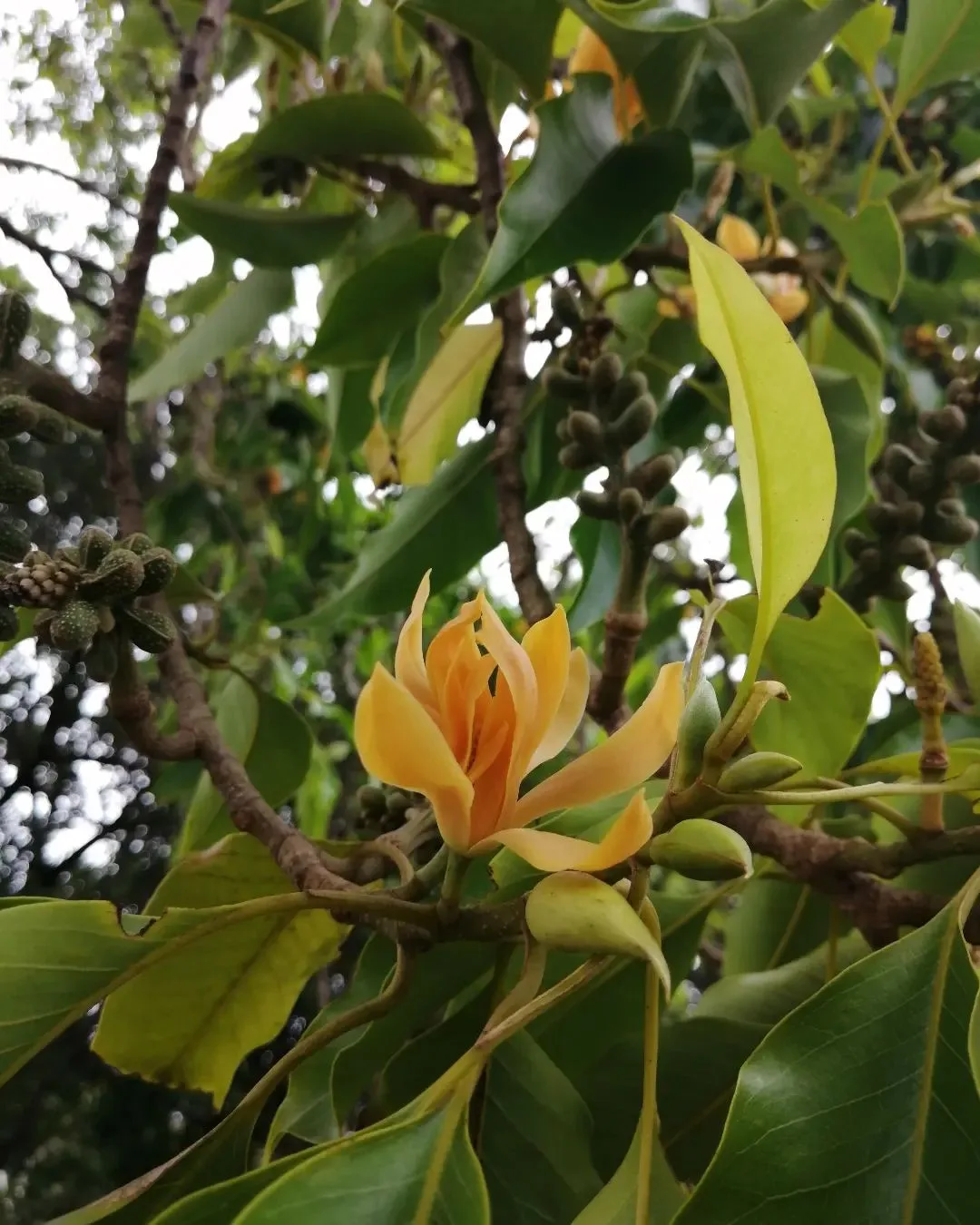 Plant FAQs Magnolia Champaca