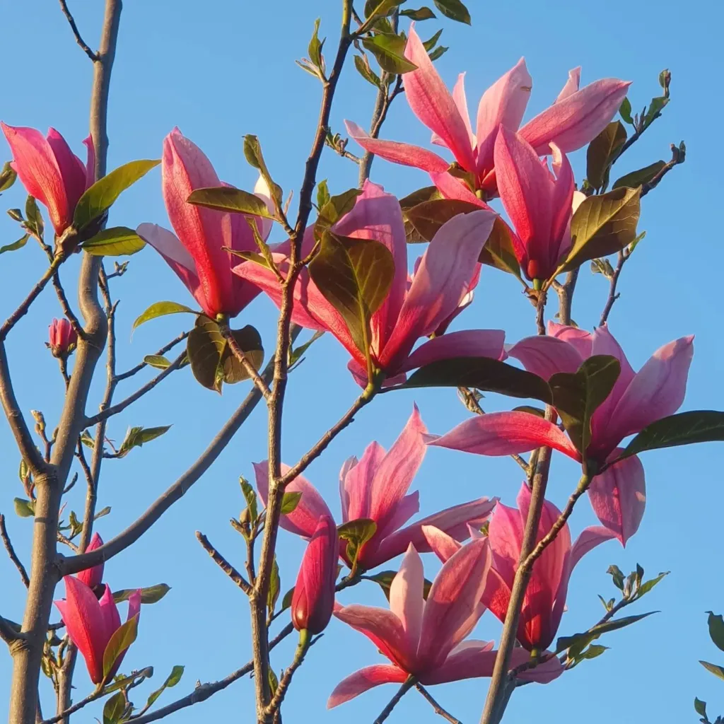 Magnolia Galaxy