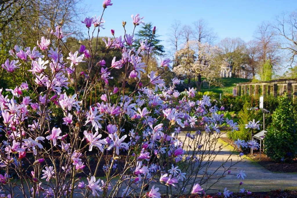 Magnolia Leonard Messel