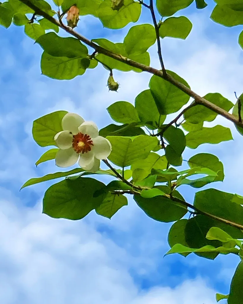 Magnolia Sieboldii