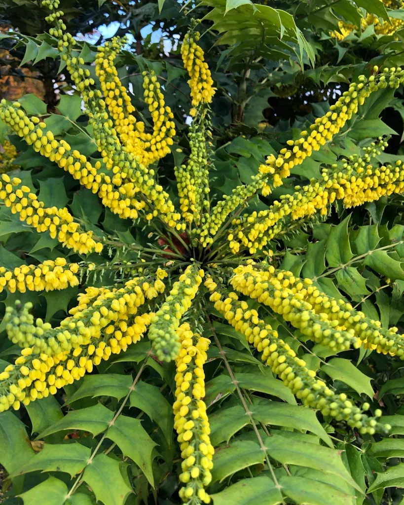 Mahonia Japonica