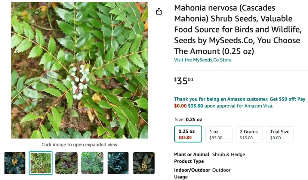 Mahonia Nervosa | Monsteraholic