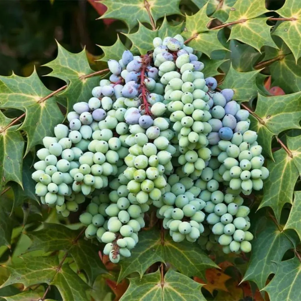 Mahonia Nervosa