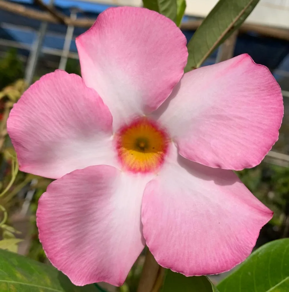 Mandevilla Splendens