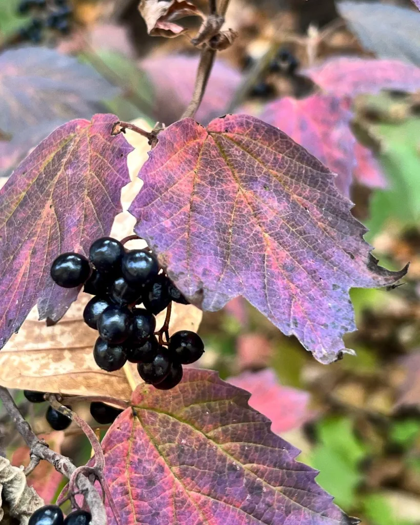 Maple Leaf Viburnum