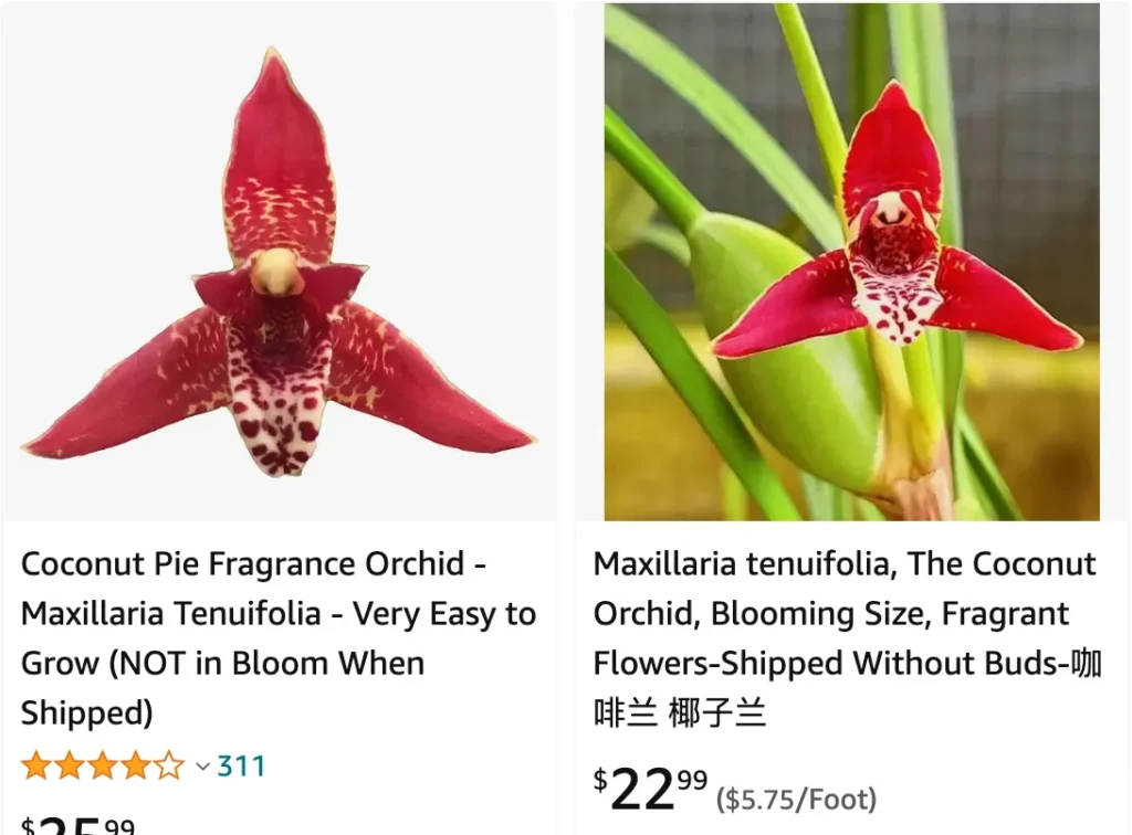 Maxillaria Tenuifolia | Monsteraholic