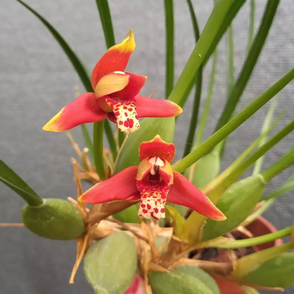 Maxillaria Tenuifolia