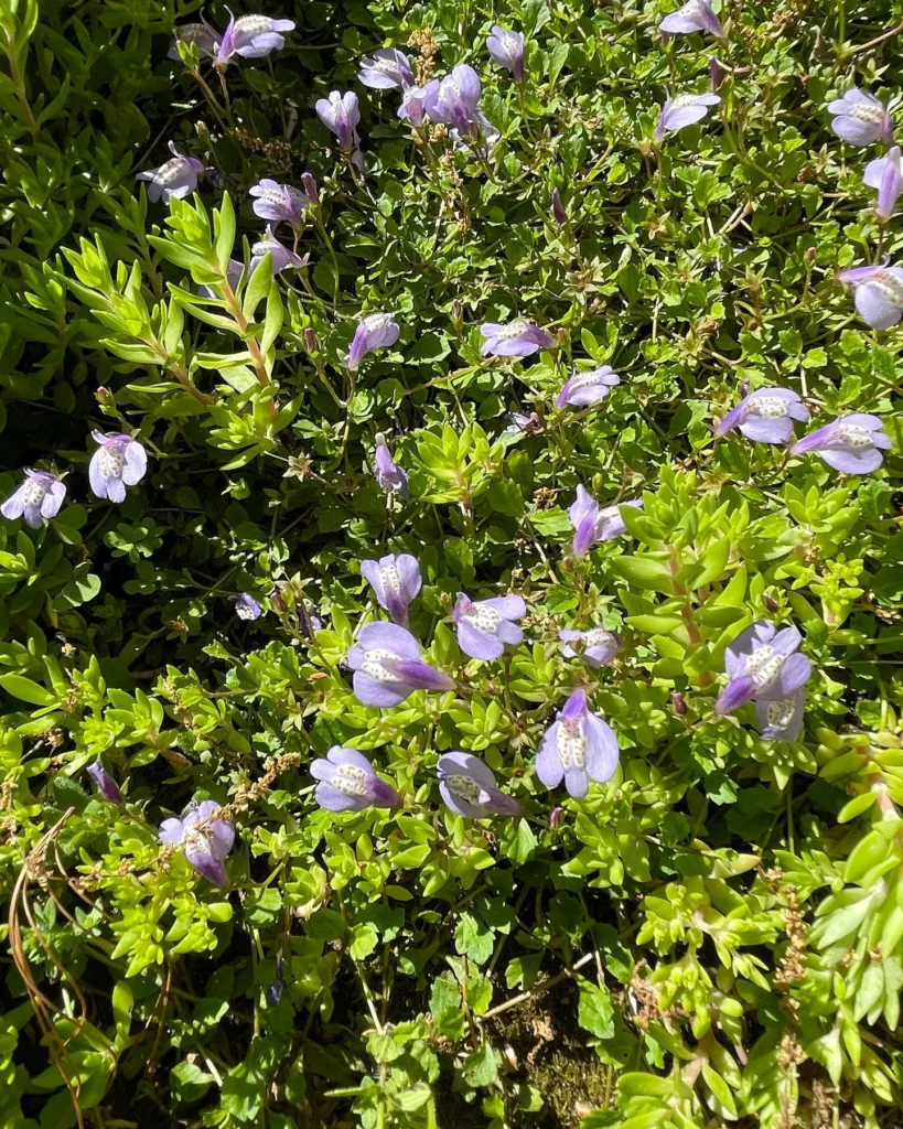 Mazus Reptans