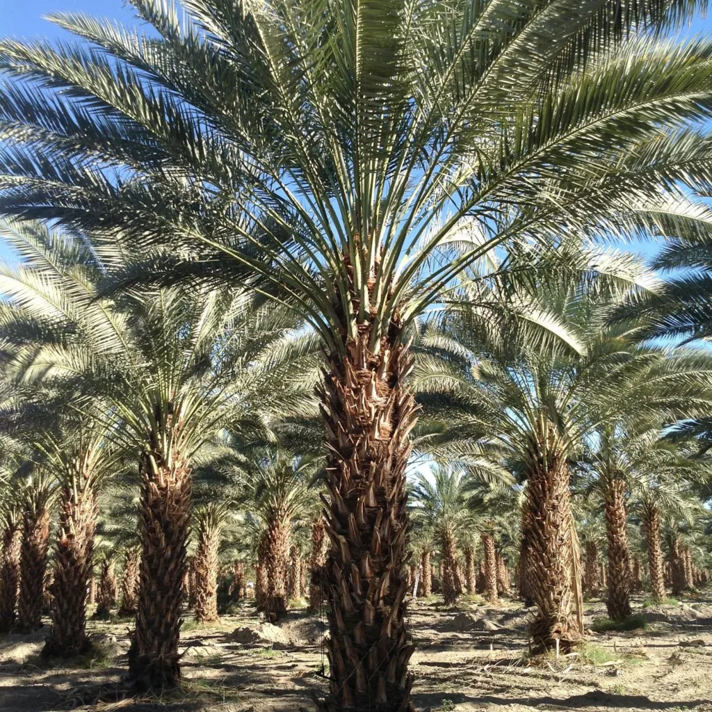 Medjool Date Palm