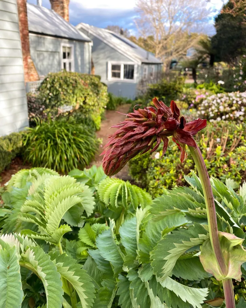 Melianthus Major