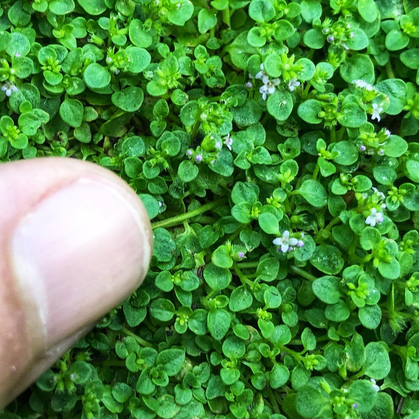 thumbnail image 2 of Fairy Garden True Corsican Mint Herb Mentha Requienii - 50 Seeds 2 of 11