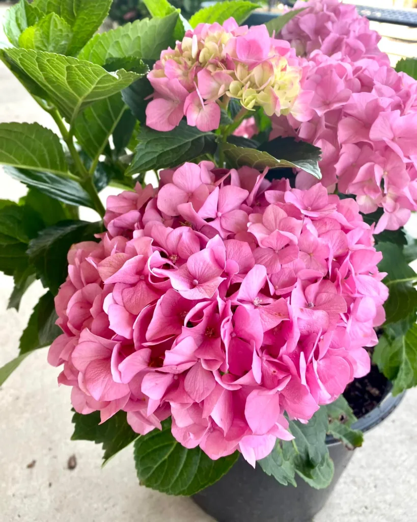 Merritt's Supreme Hydrangea