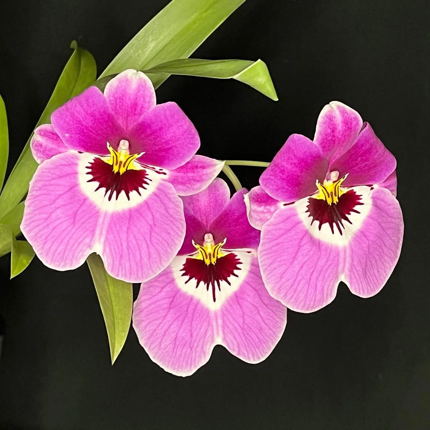 Plant FAQs Miltonia Orchid