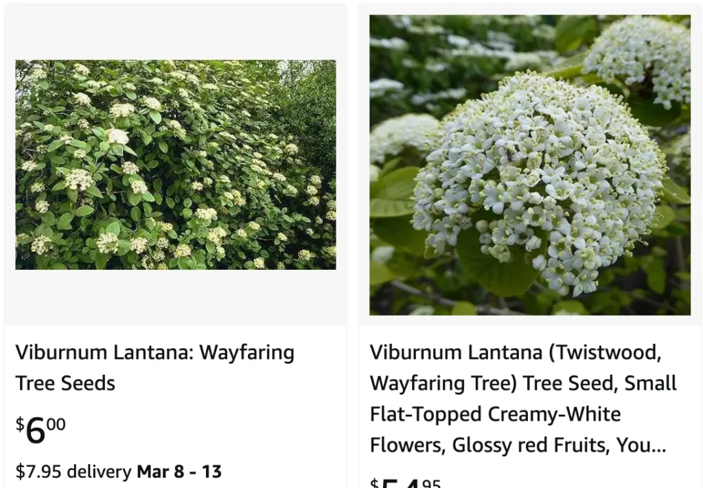 Mohican Viburnum | Monsteraholic