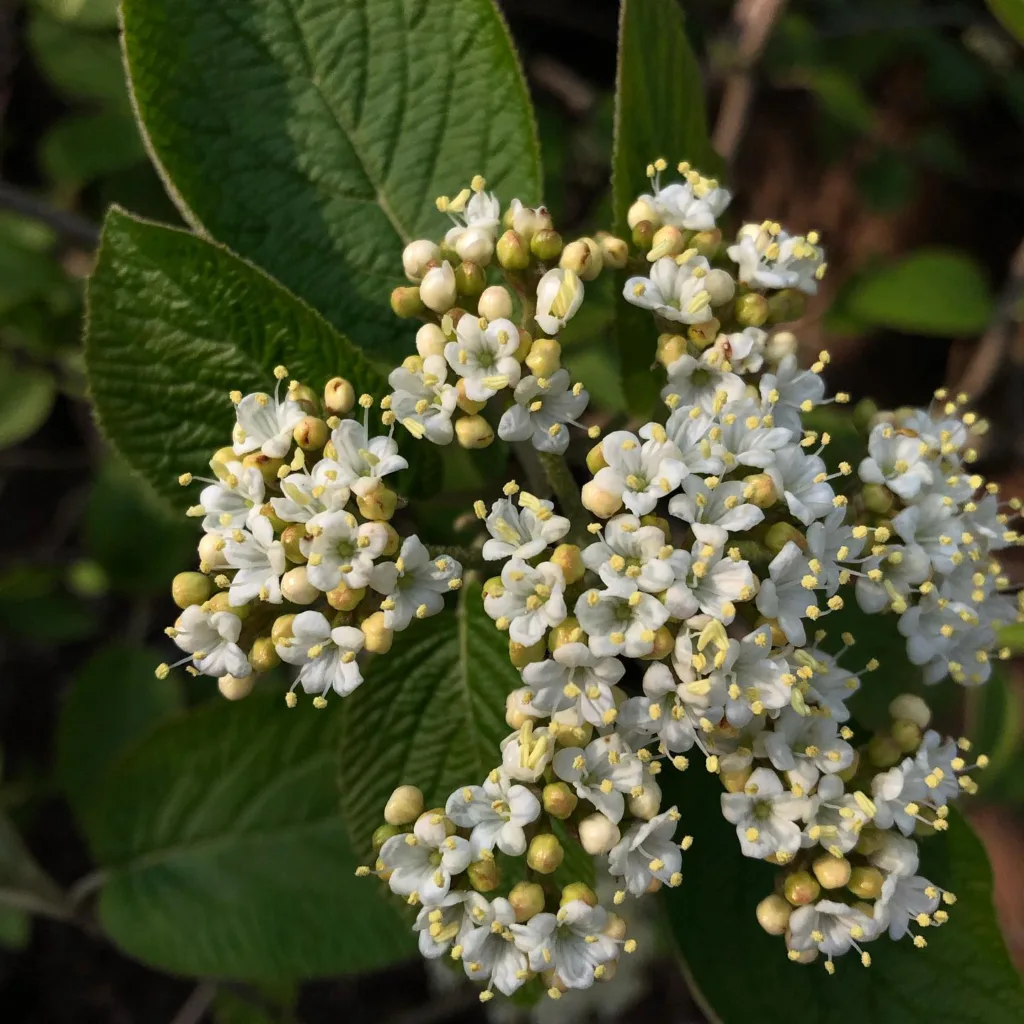 Mohican Viburnum