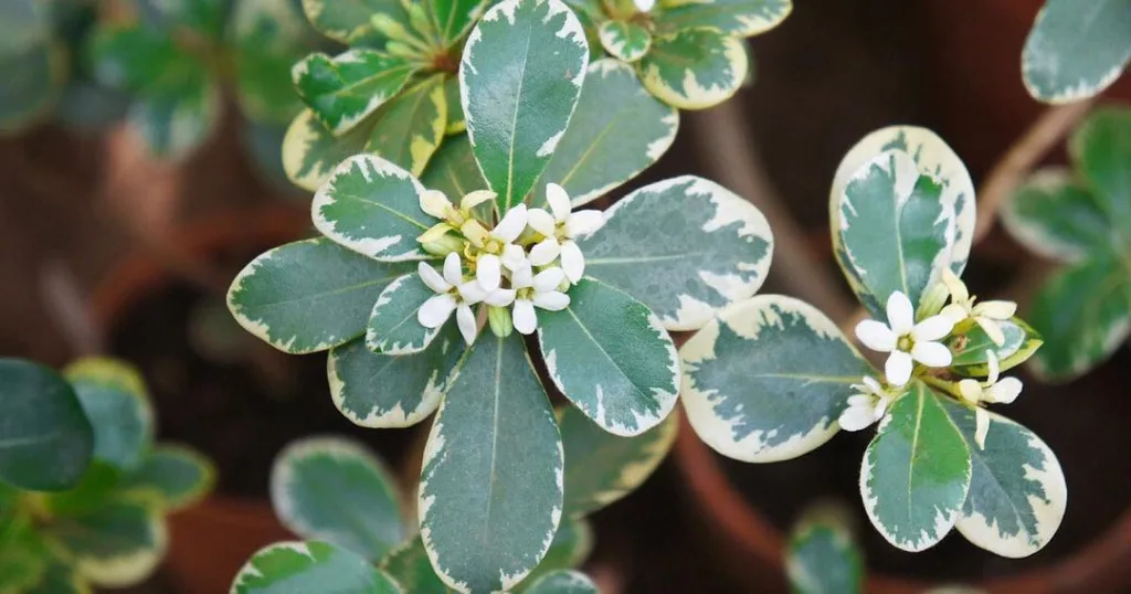 Mojo Pittosporum