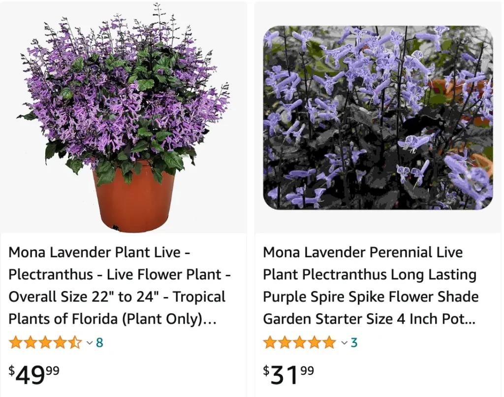 Mona Lavender Plectranthus | Monsteraholic