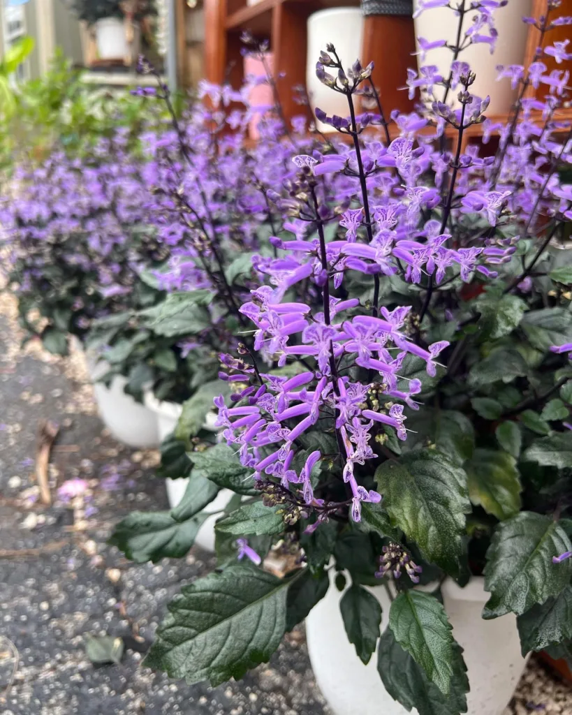 Mona Lavender Plectranthus