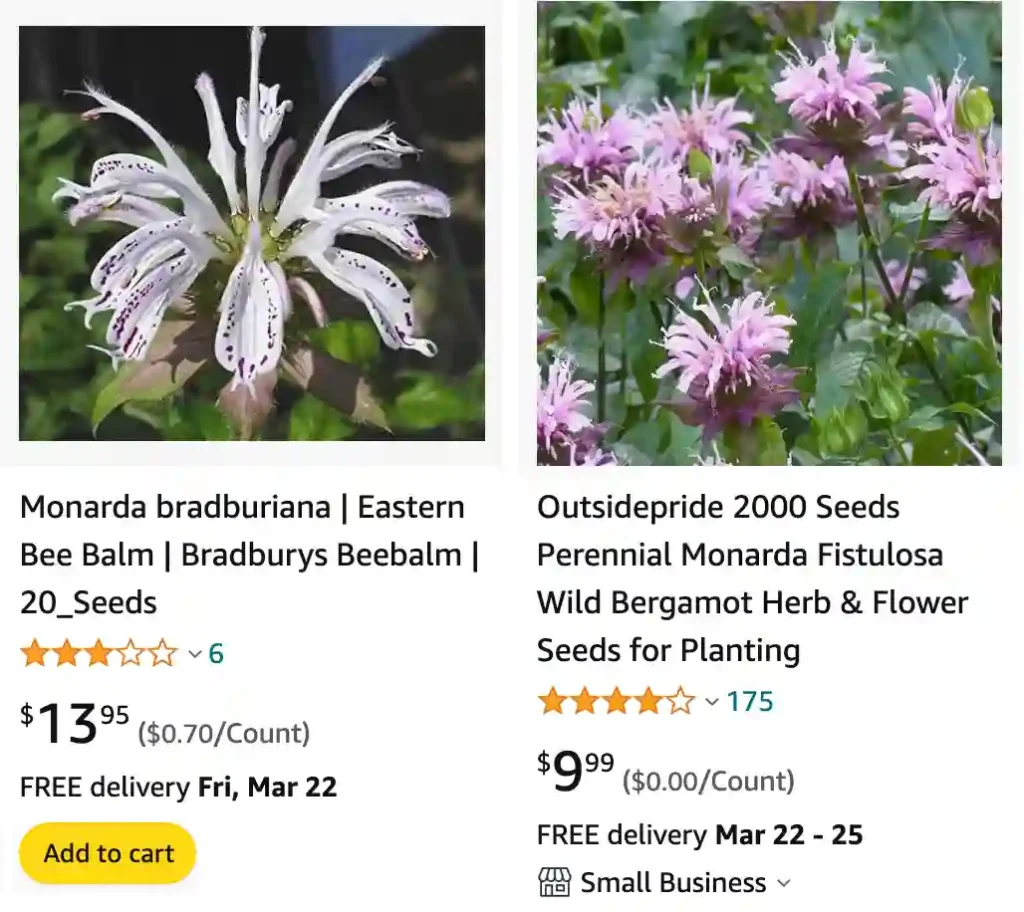 Monarda Bradburiana | Monsteraholic