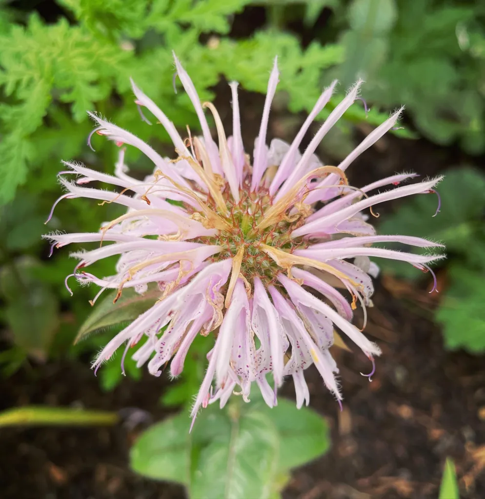 Monarda Bradburiana