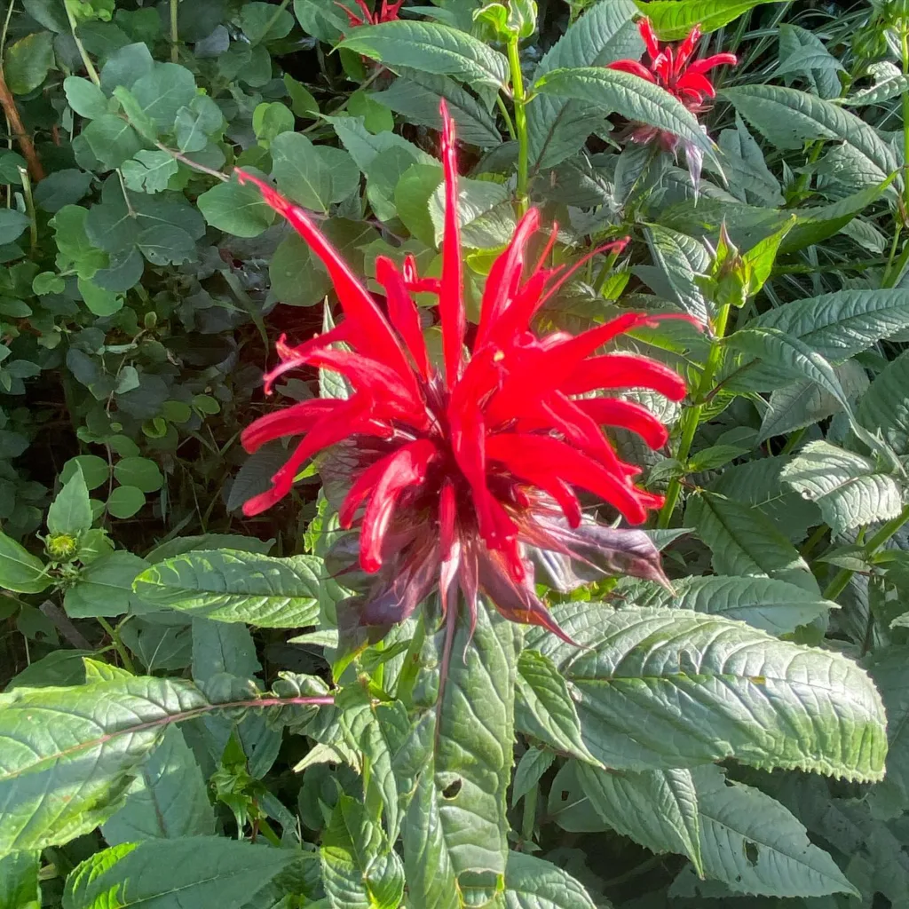 Monarda Jacob Cline