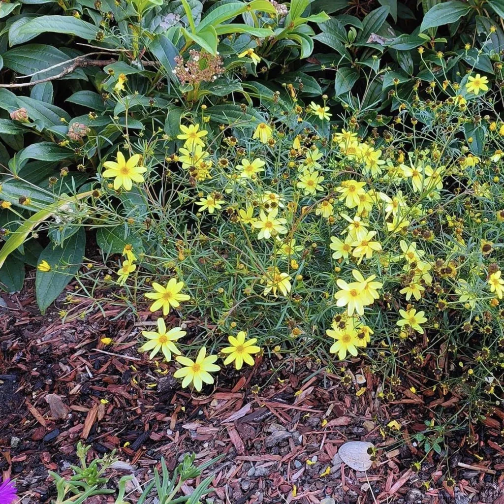 Moonbeam Coreopsis